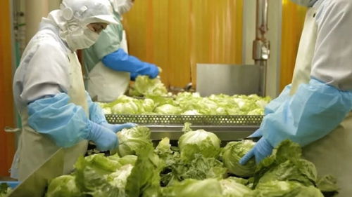 食品加工过程浪费太大,日企想用ai技术减少一点