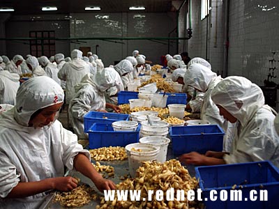 崛起的湘中:农产品深加工托起食品工业强县(图)_新闻中心.