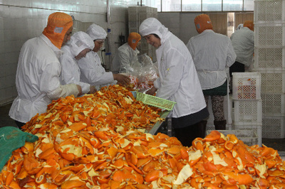 从废料到珍宝 桔子皮如何成为绿帆达创新食品的绿色引擎