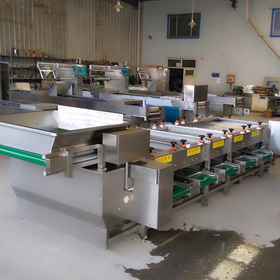 舜康定制1100蔬菜加工设备 银杏蓝莓与大蒜分级机的创新解决方案